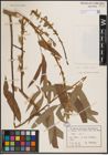 Foto von Salix excelsa S. G. Gmel.